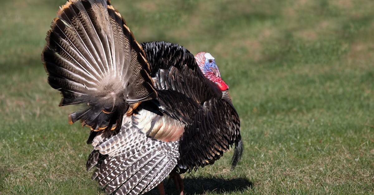 Wild Turkey Recipes Crockpot