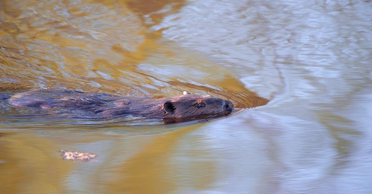 Beaver Lure Recipes