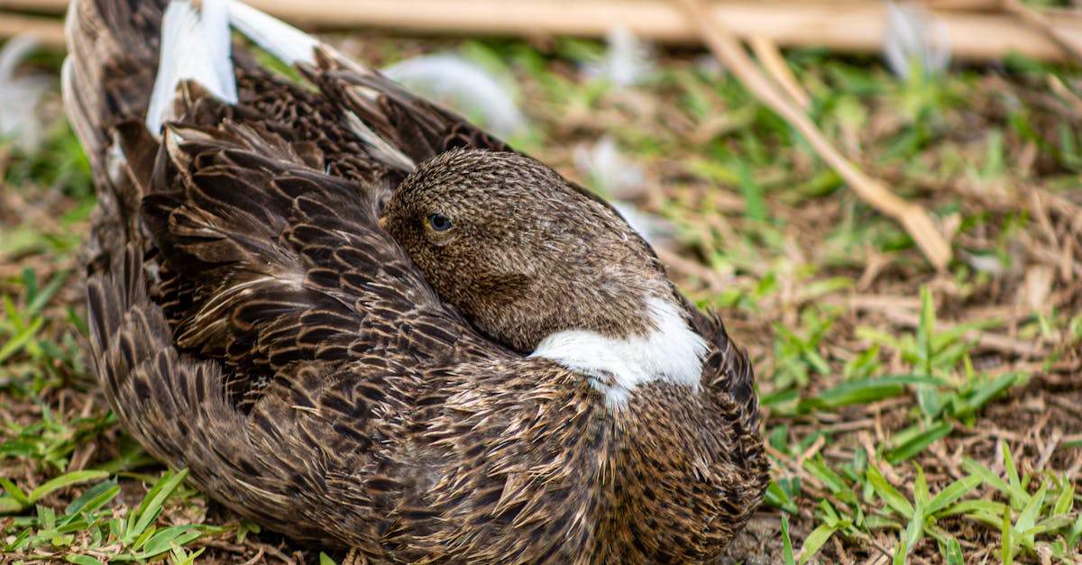 Ground Duck Recipes