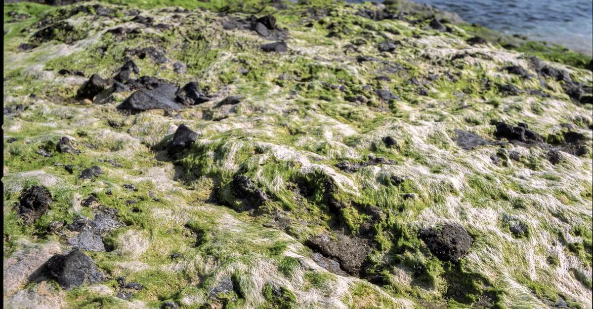 Algae Recipes