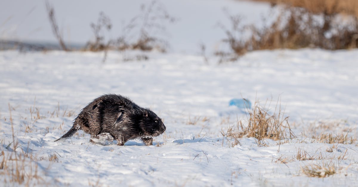 Beaver Castor Lure Recipe