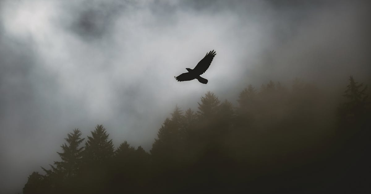Humboldt Fog Recipes