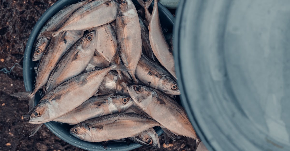 Chicken Of The Sea Mackerel Recipes
