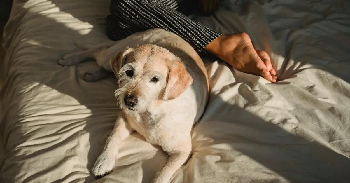 Lazy Dog Edamame Recipe