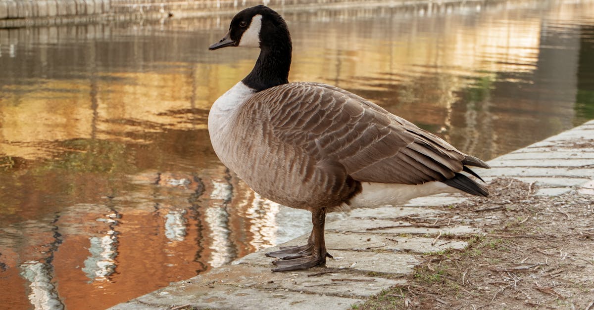 Slow Cooker Canada Goose Recipes
