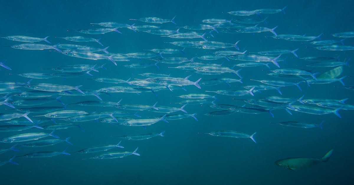 Fish Recipes Hawaii