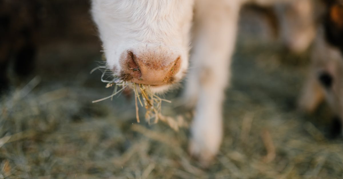 Calf Creep Feed Recipe