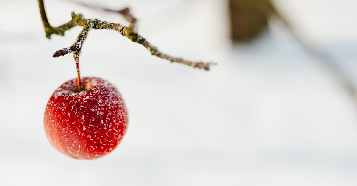 Apple Recipes That Can Be Frozen
