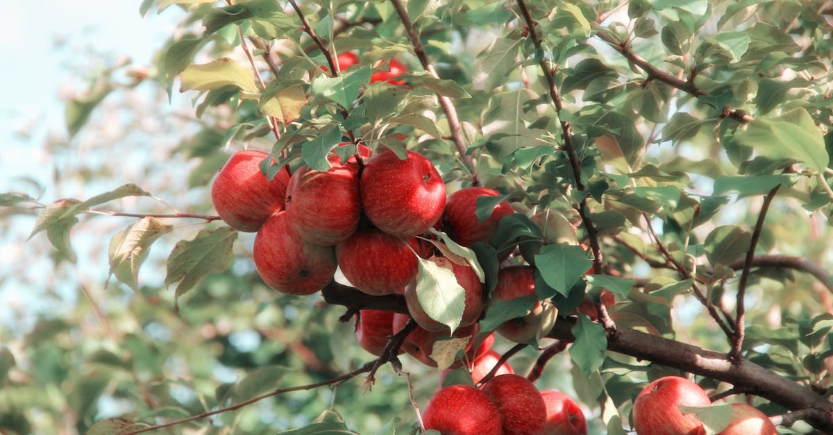 Apple Cider Recipe Red Hots
