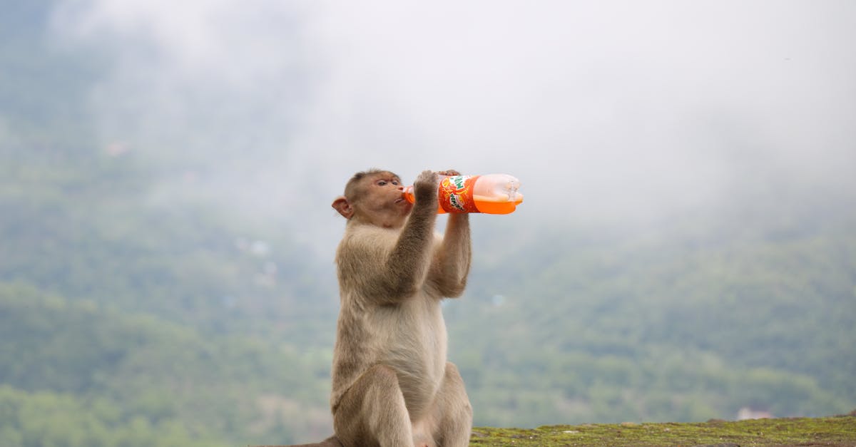 Flying Monkey Drink Recipe