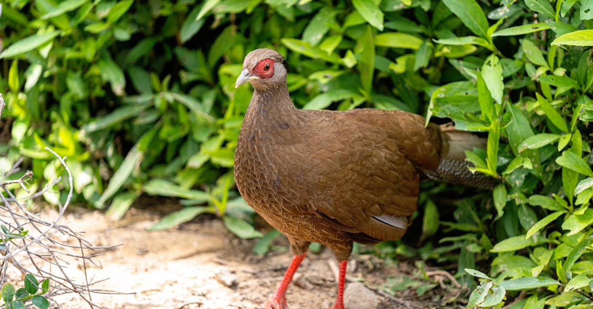 Pheasant Leg Recipes