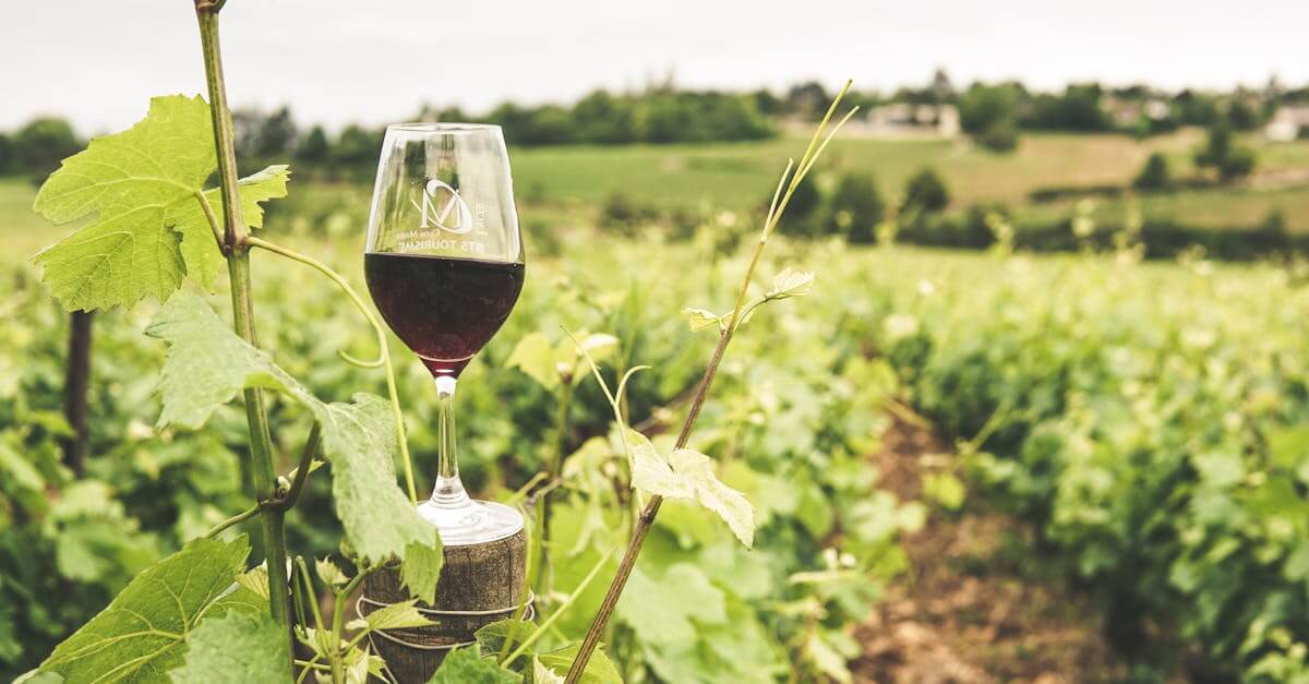 Concord Grape Wine Making Recipes