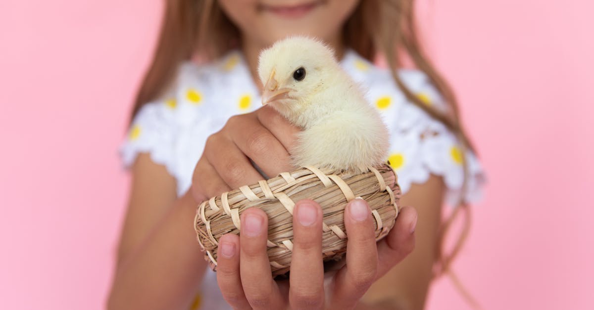 Baby Led Weaning Chicken Recipes