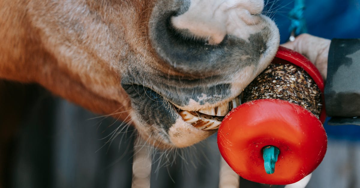 Horse Treat Recipes With Peppermints