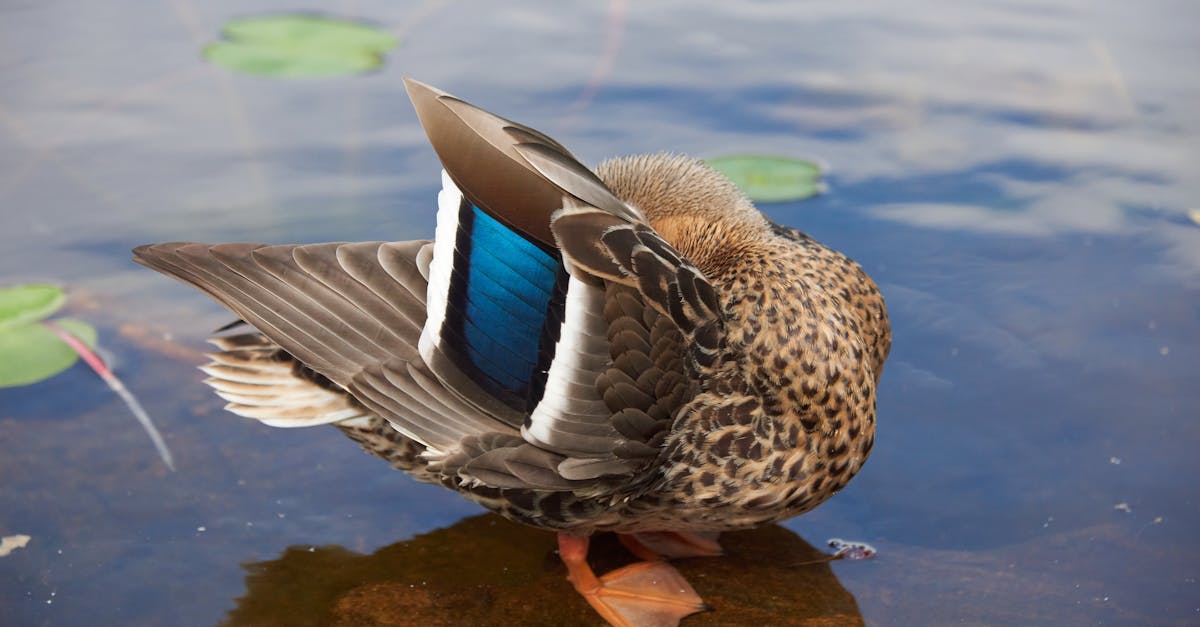 Blue Wing Teal Recipes