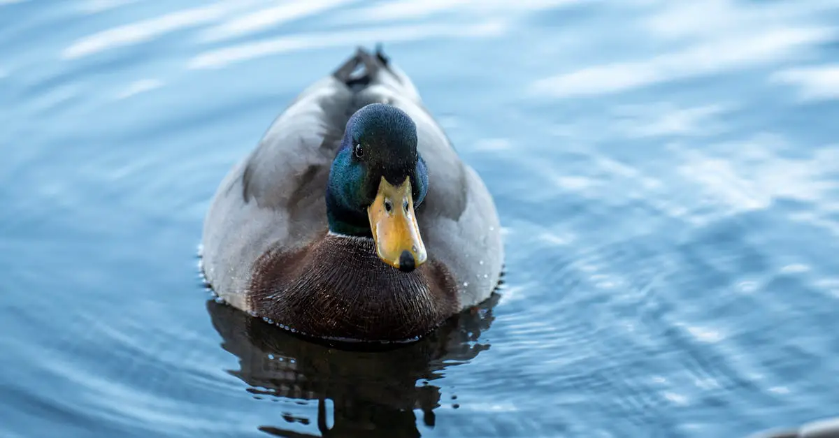 Blue Bill Duck Recipes: Delicious Ways to Prepare and Enjoy This Flavorful Game Bird