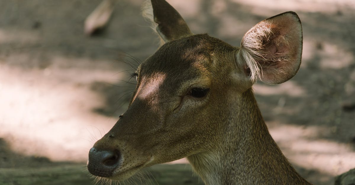 Hind Quarter Deer Recipes