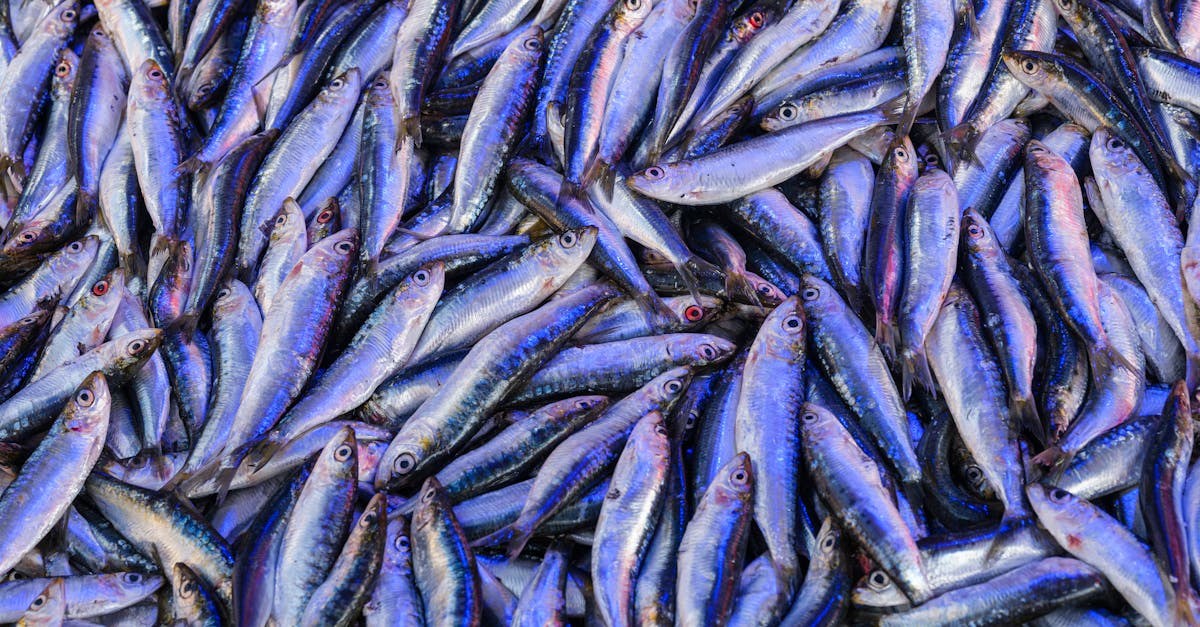 Chicken Of The Sea Sardines Recipes