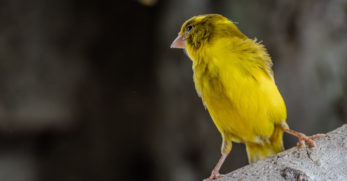 Singing Canary Recipe
