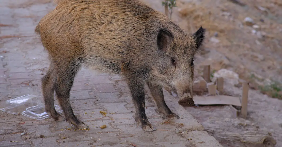Wild Hog Backstrap Recipes