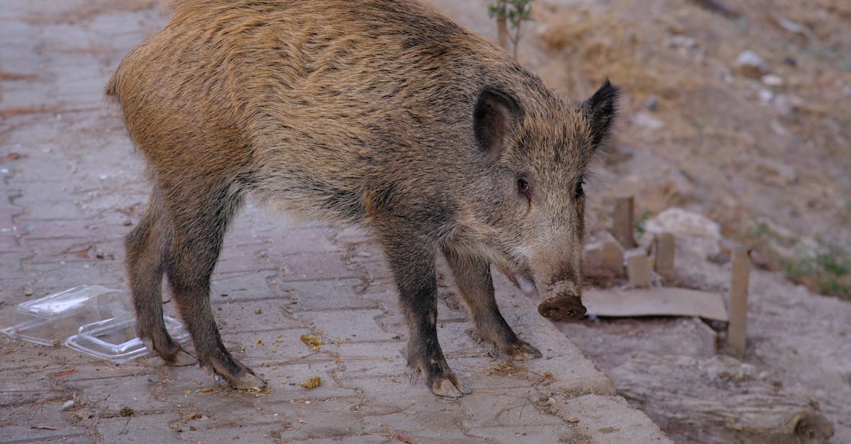 Wild Hog Tenderloin Recipes