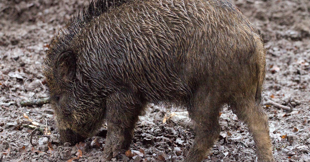 Wild Boar Backstrap Recipes