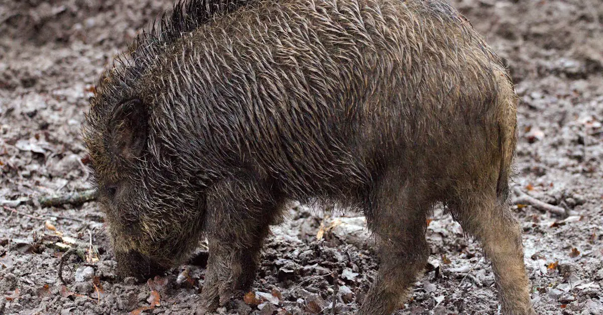 Wild Boar Tenderloin Recipes
