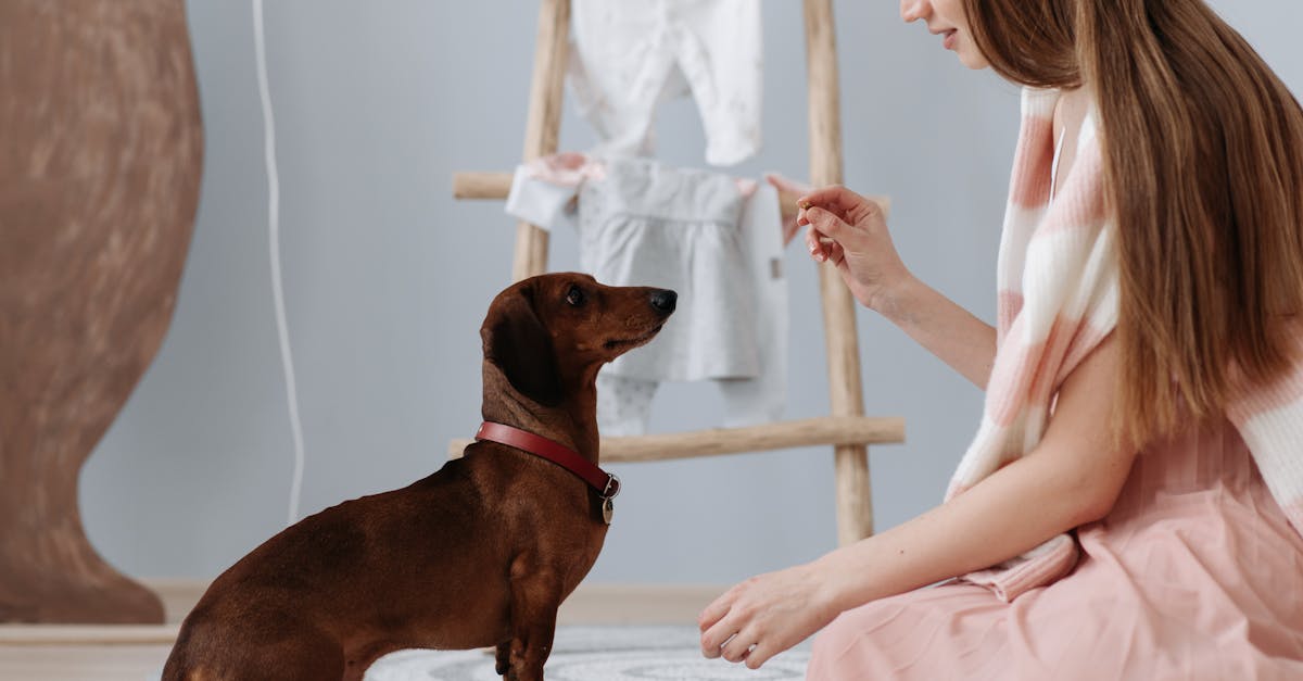 Gelatin Dog Treats Recipe