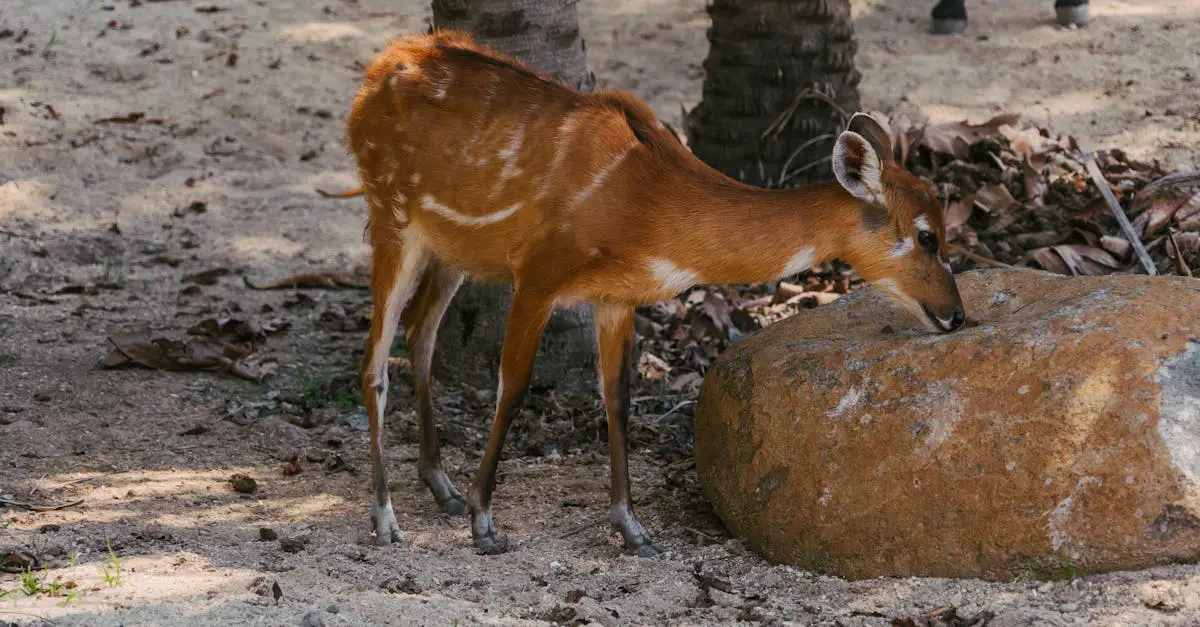 Ground Antelope Recipes