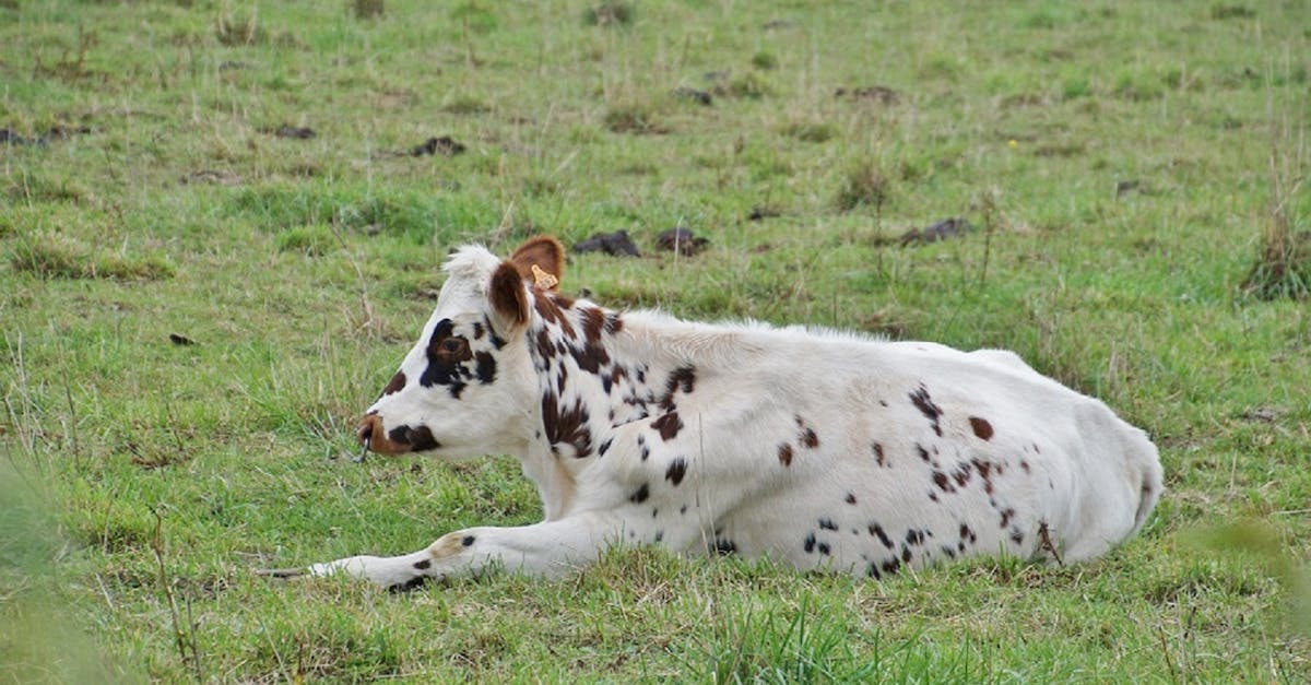 Spotted Cow Clone Recipe