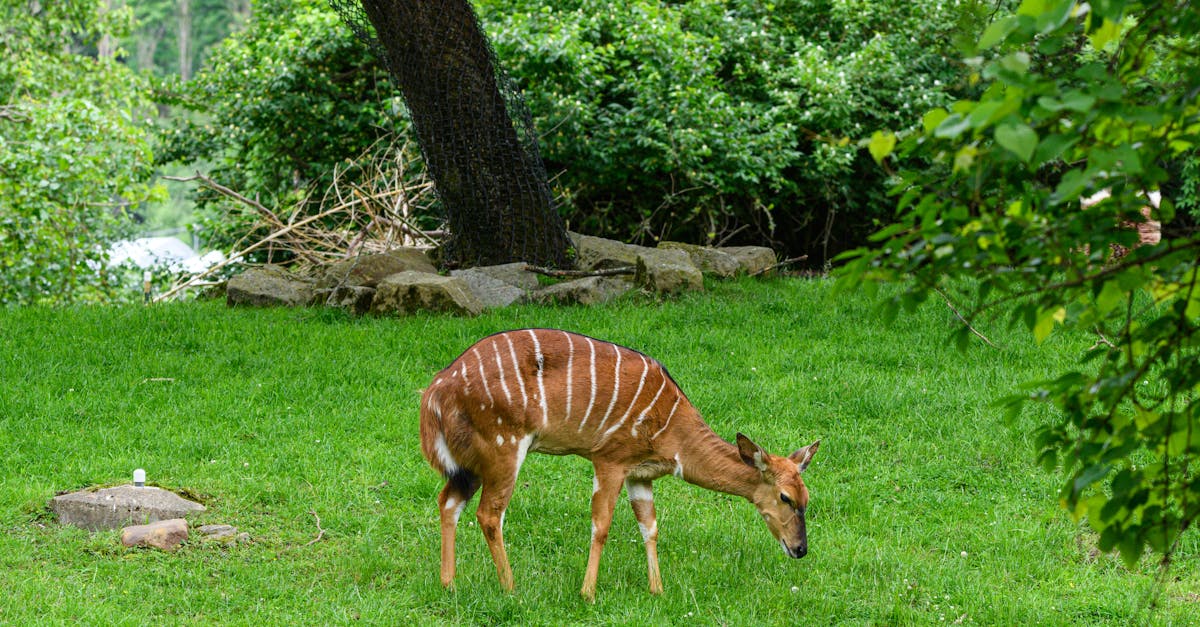 Antelope Recipes