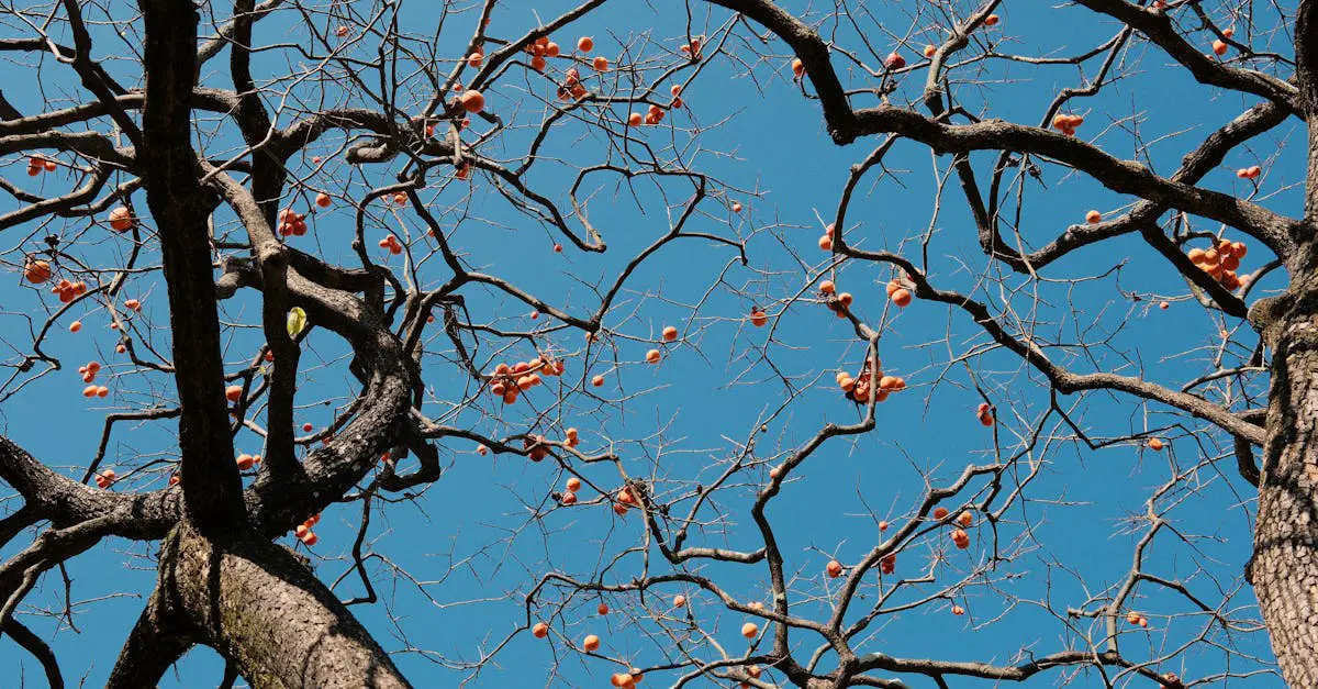 Recipes For Wild Persimmons