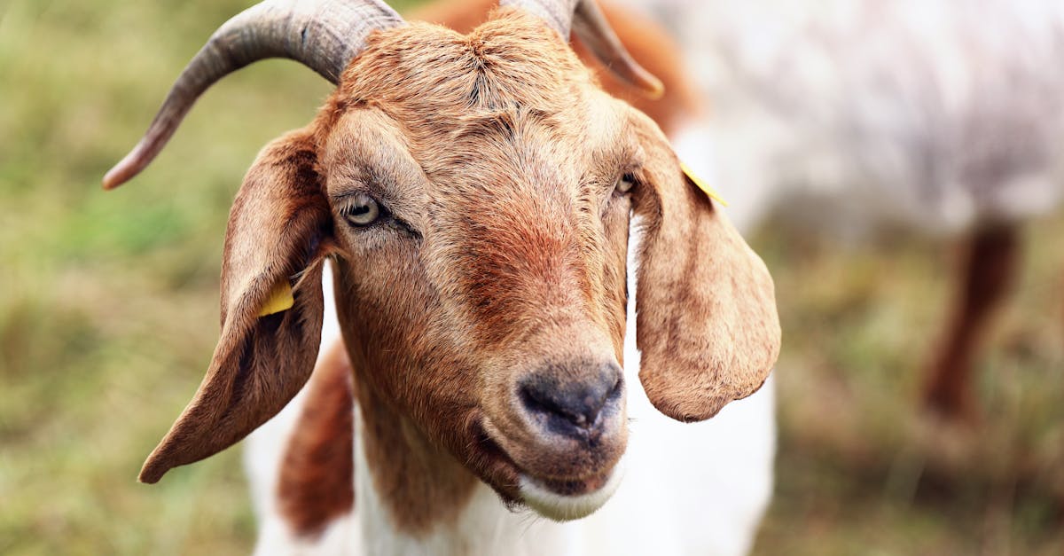 Recipes With Goat Milk