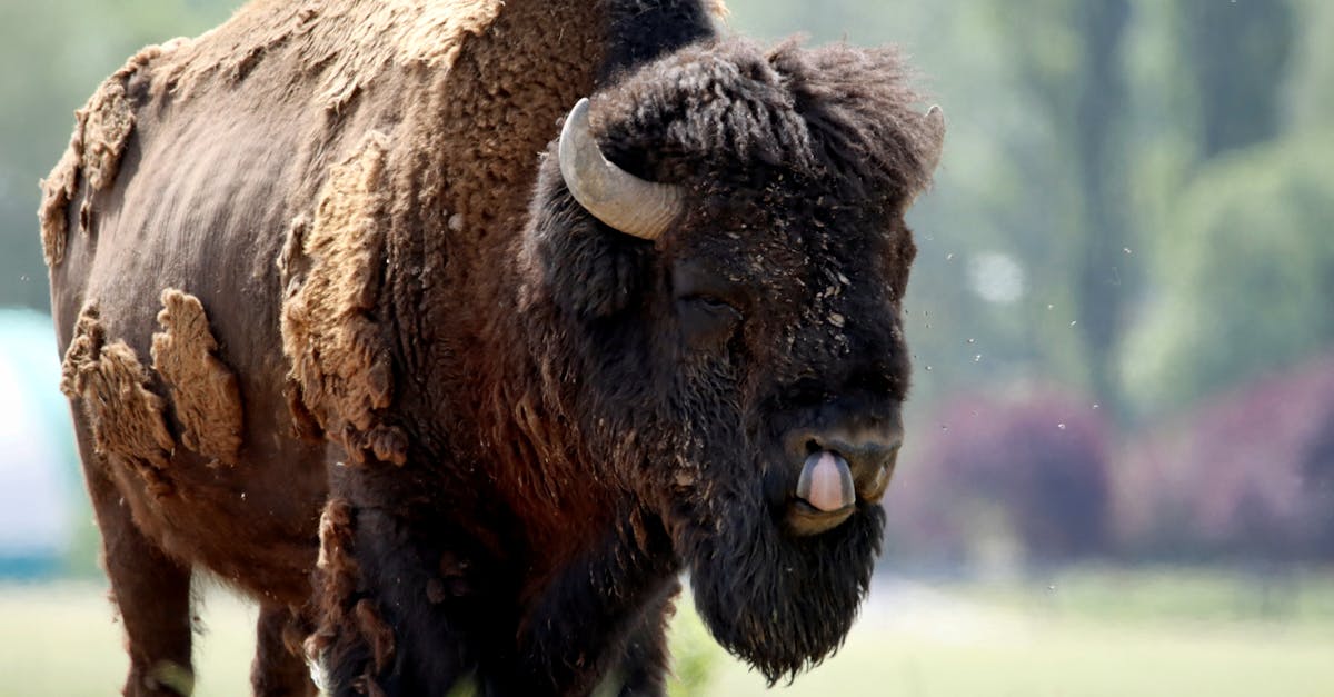 Bison Tongue Recipe
