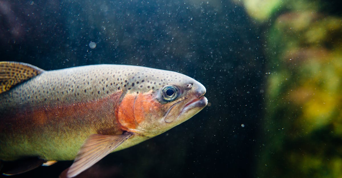 Deep Fried Trout Recipes