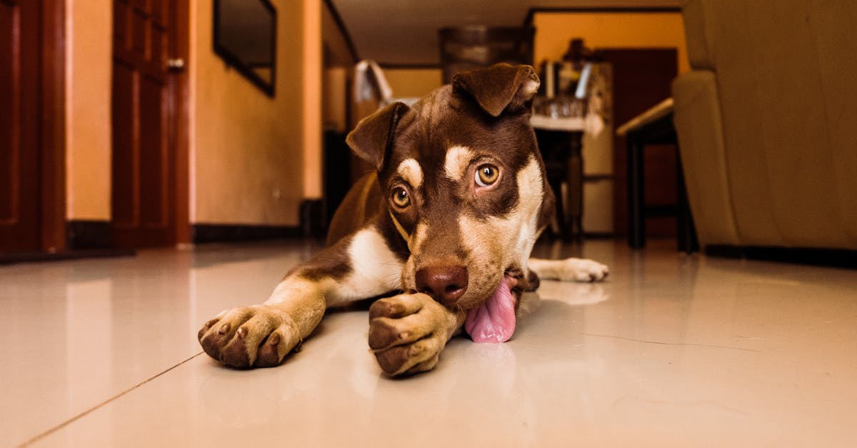 Puppy Lick Mat Recipes