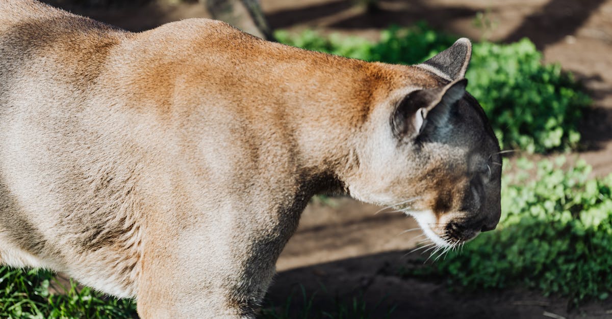 Zoo Cougar Fly Recipe