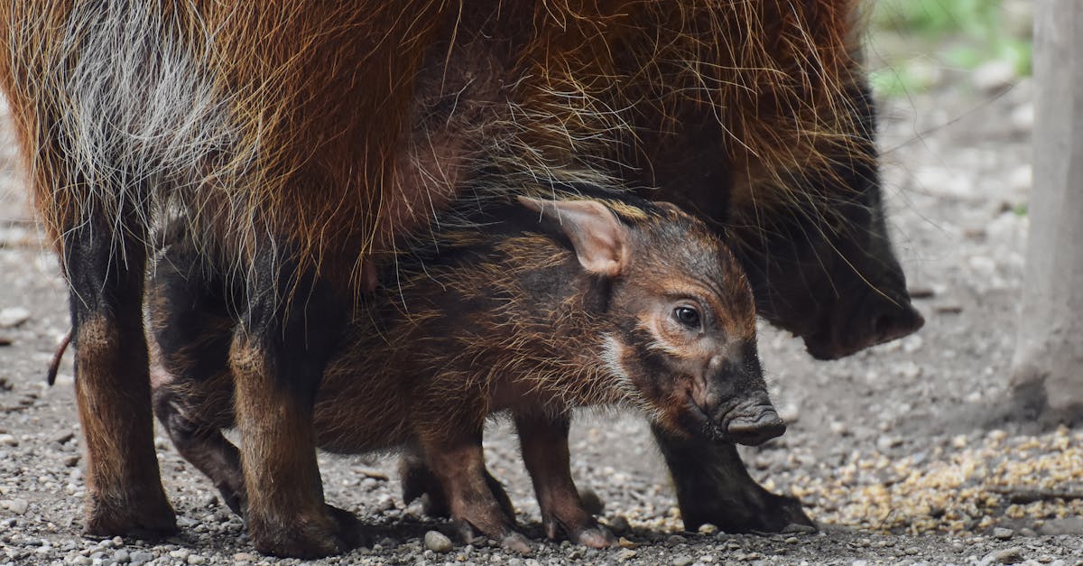 Leg Of Wild Boar Recipes
