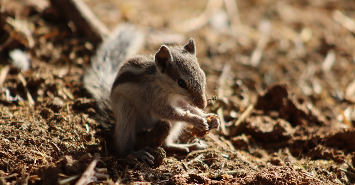 Flying Squirrel Recipes