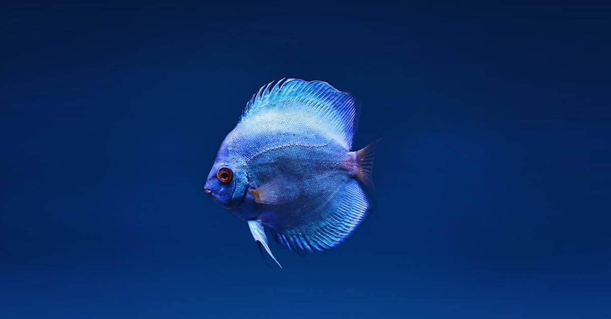 Blue Fin Recipes