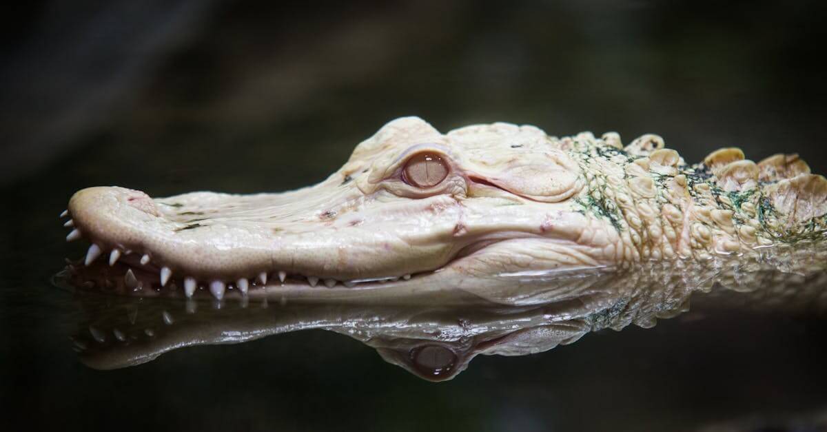 Blackened Alligator Recipes