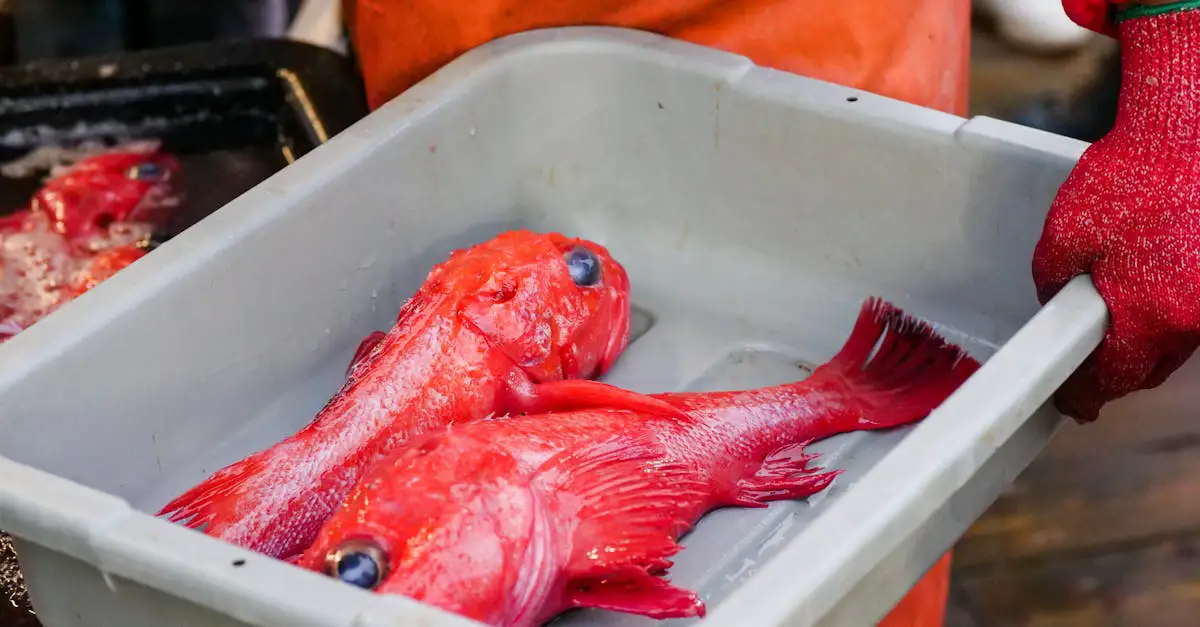 Thai Red Snapper Recipes