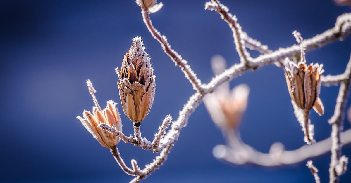 Cottonwood Bud Salve Recipe