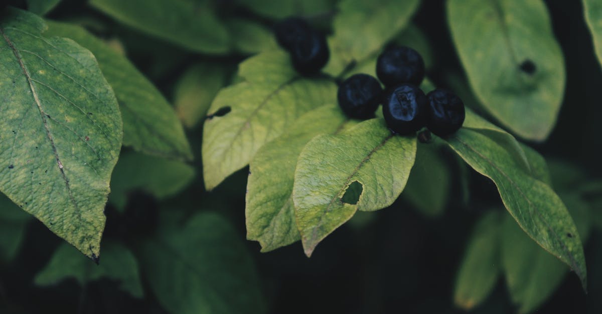 Garden Huckleberry Recipes