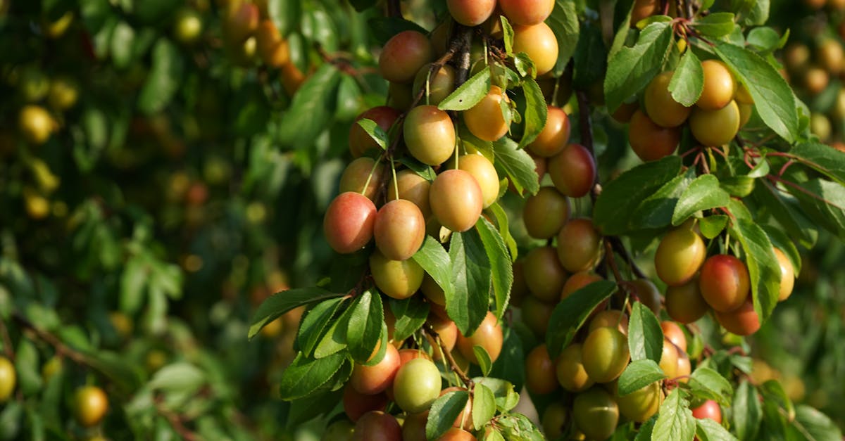 Recipes For Mirabelle Plums