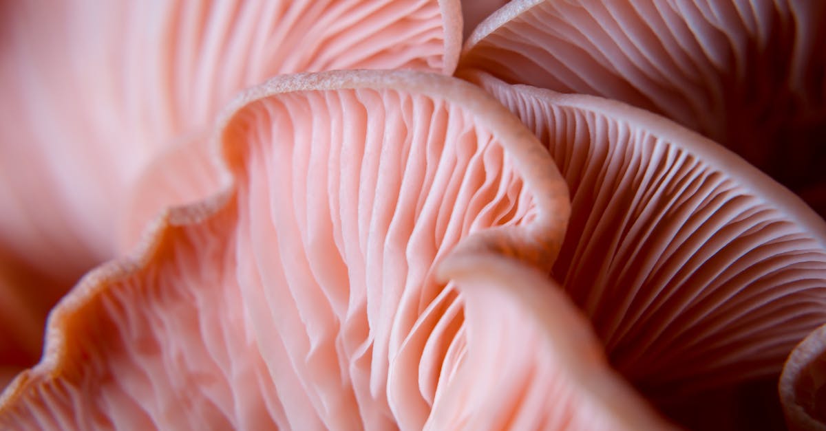 Pink Oyster Mushroom Recipe Bacon