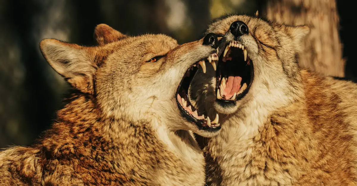 Recipes For Coyote