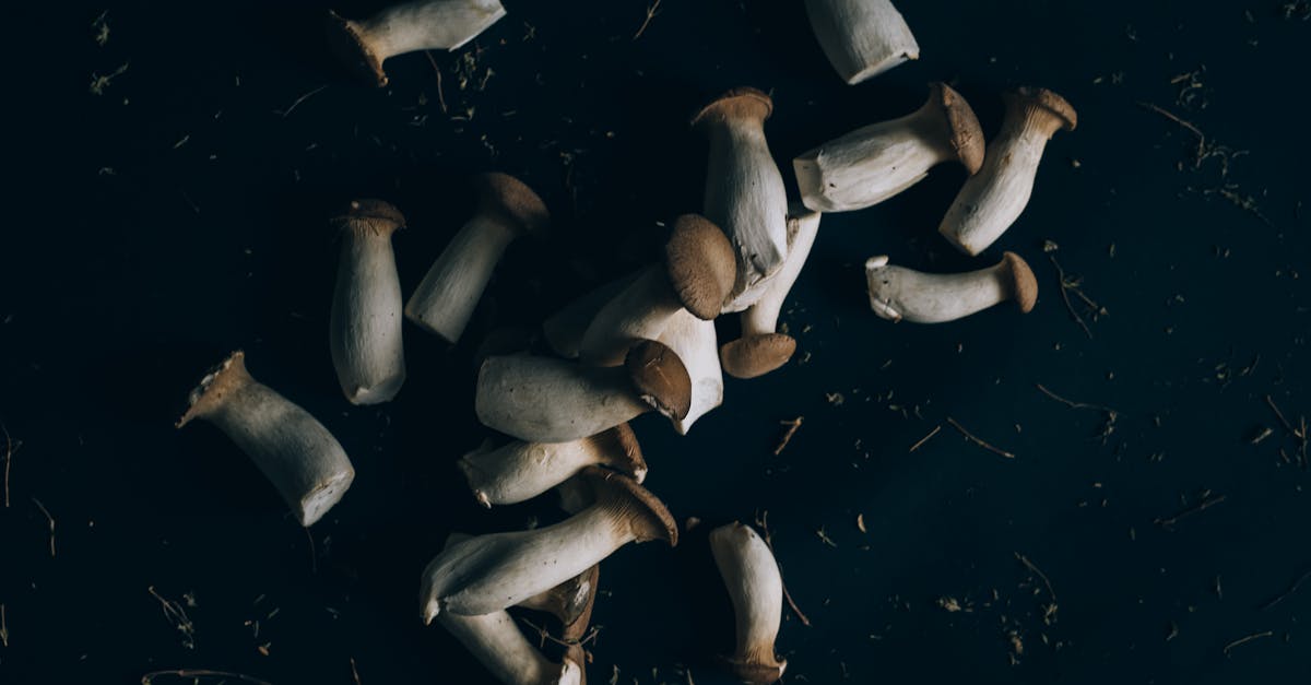 Wild Hog Ribs Recipe