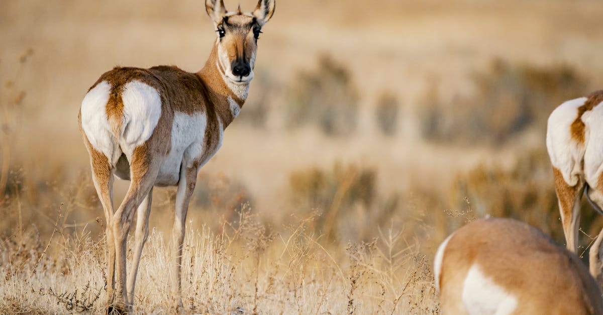 Pronghorn Antelope Recipes