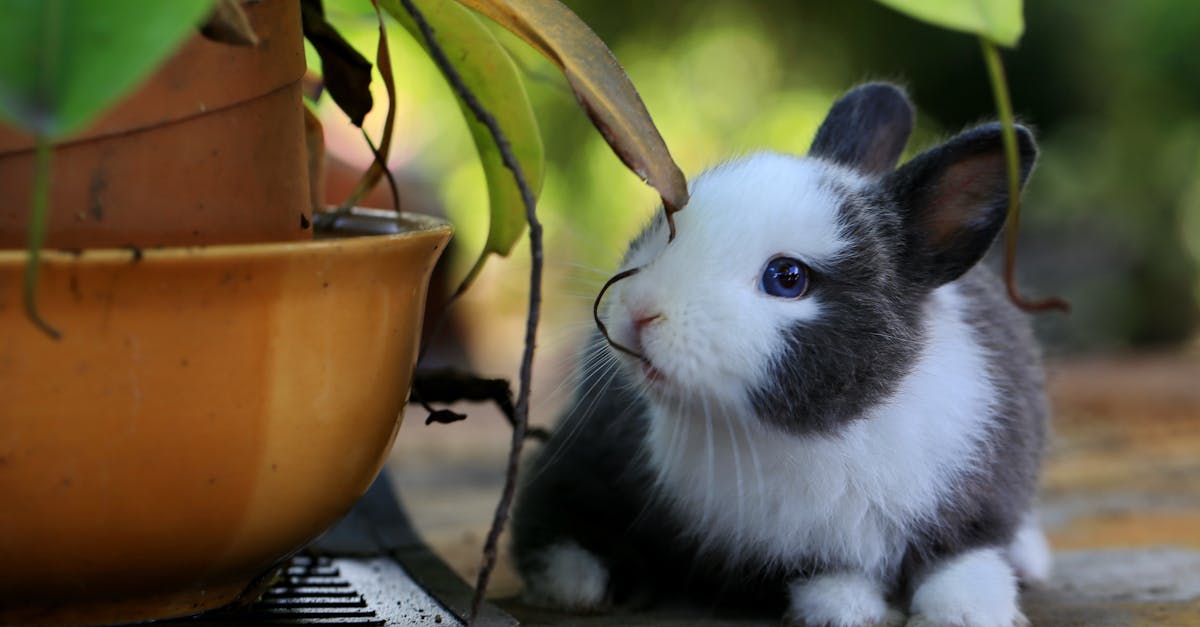Instant Pot Rabbit Recipes